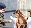 Парк-отель «Покровское-дивное» Истринский район #37