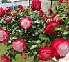 Севастопольская Усадьба Севастополь цены