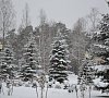 Санаторий «Журавушка» #21