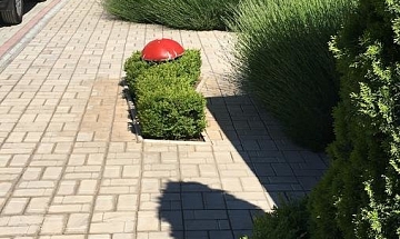 IMG
