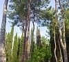 Отель «Дуглас» Пицунда, Абхазия #16