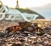 Вилла «Арго» Алушта, Крым #27