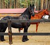 Парк-Отель «Русский» Серпуховский район #50