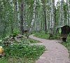 Березовая роща Тюменская область